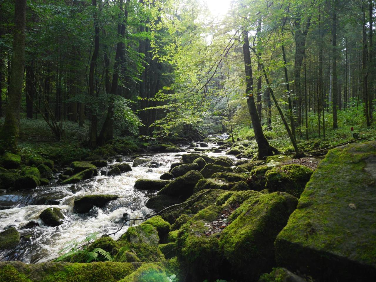 Fewo Kedo Neukirchen vorm Wald ภายนอก รูปภาพ
