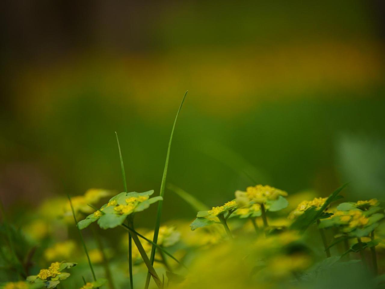 Fewo Kedo Neukirchen vorm Wald ภายนอก รูปภาพ